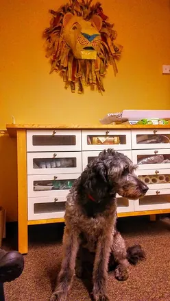 A lion's head on an orange wall above a dresser, with a dog sitting below