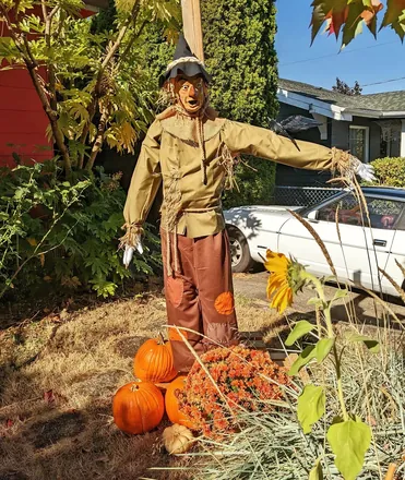 The scarecrow from further back, arms out over the garden