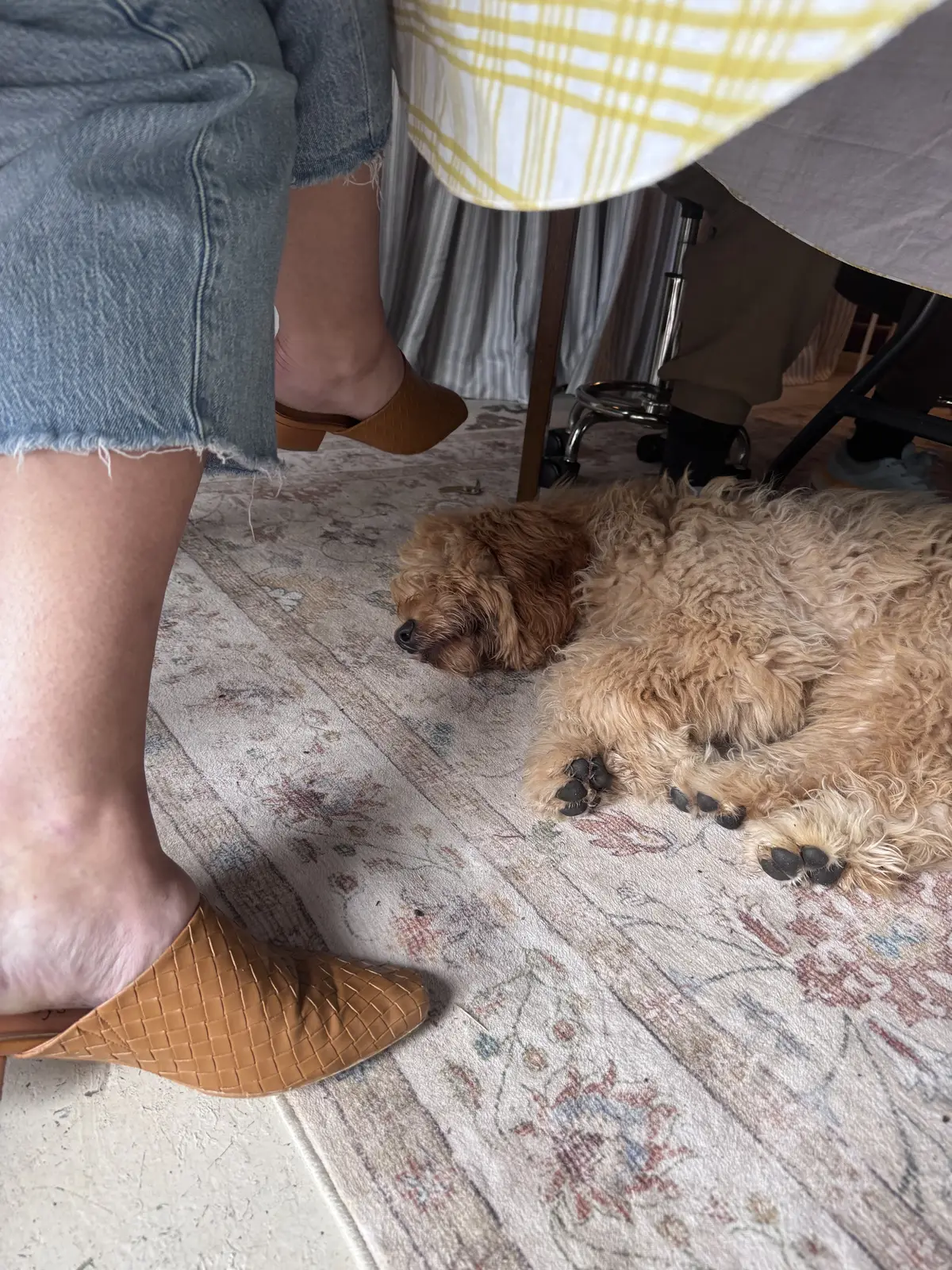 The studio dogs asleep under the table while a class works